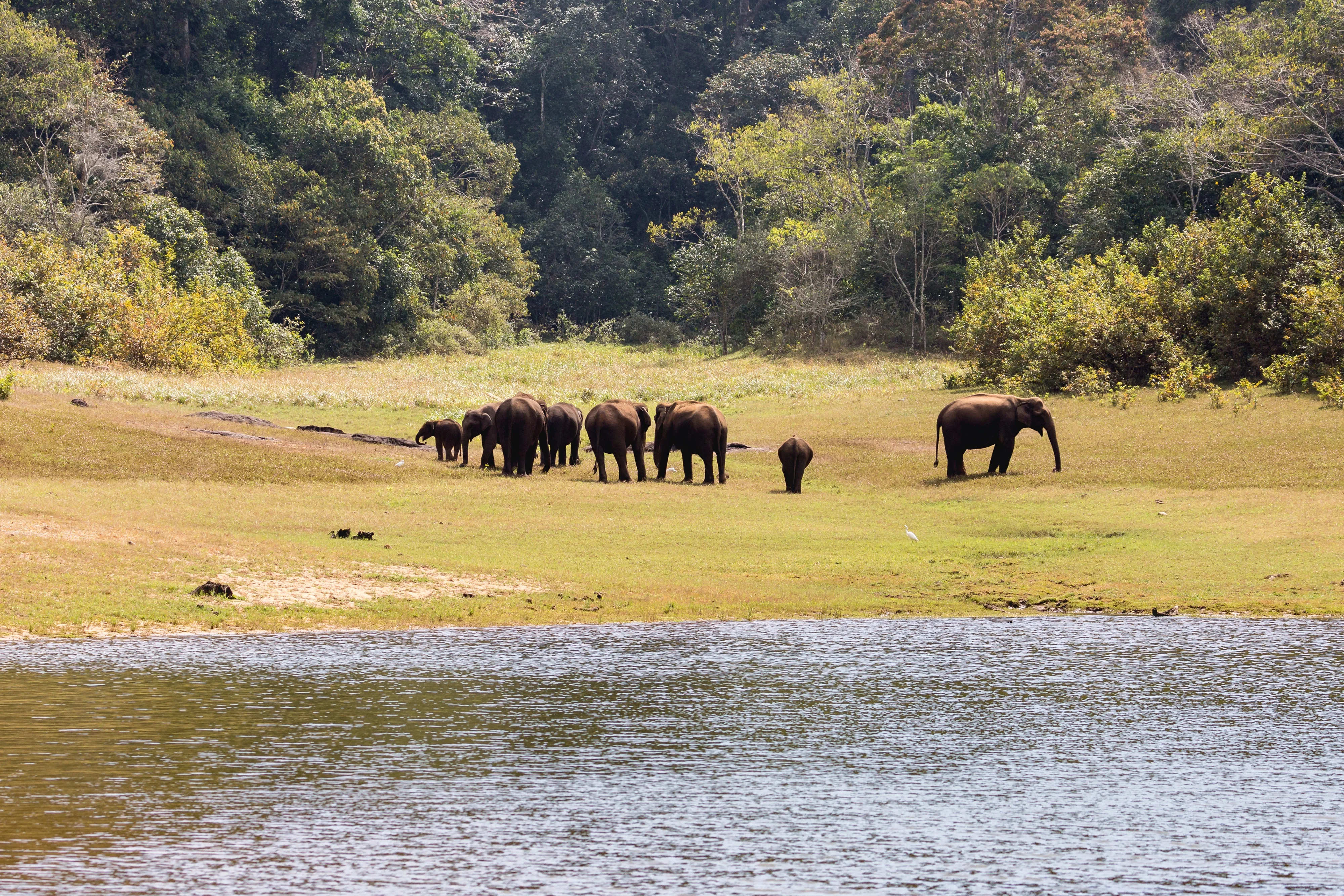 Periyar Lake